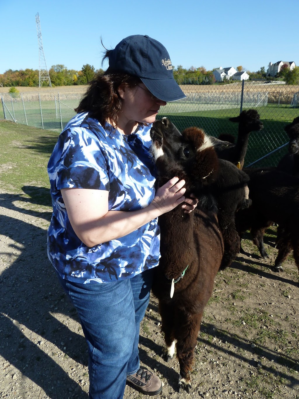 Greenbriar Farm Alpaca - MAM Consulting Associates Inc. | W237S4344 Big Bend Rd, Waukesha, WI 53189, USA | Phone: (262) 970-9633