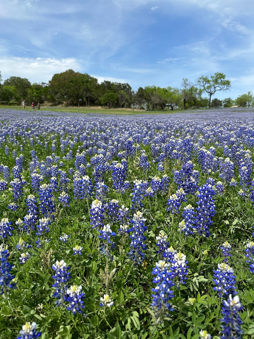 Muleshoe Bend Recreation Area | 2820 Co Rd 414, Spicewood, TX 78669, USA | Phone: (512) 473-3366