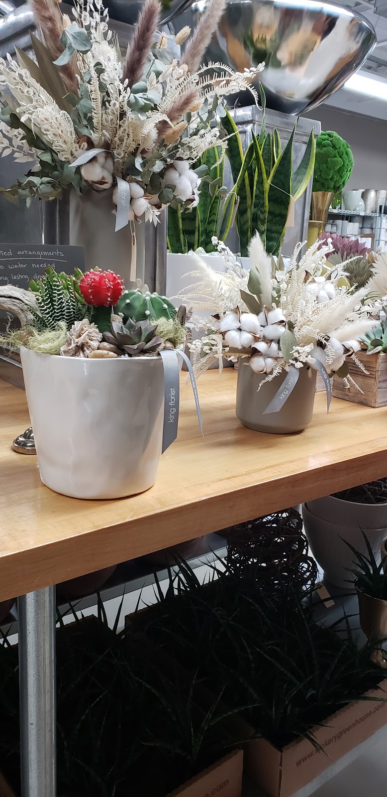 Austin Succulents | 1806 W Koenig Ln #A, Austin, TX 78756, USA | Phone: (512) 453-6633