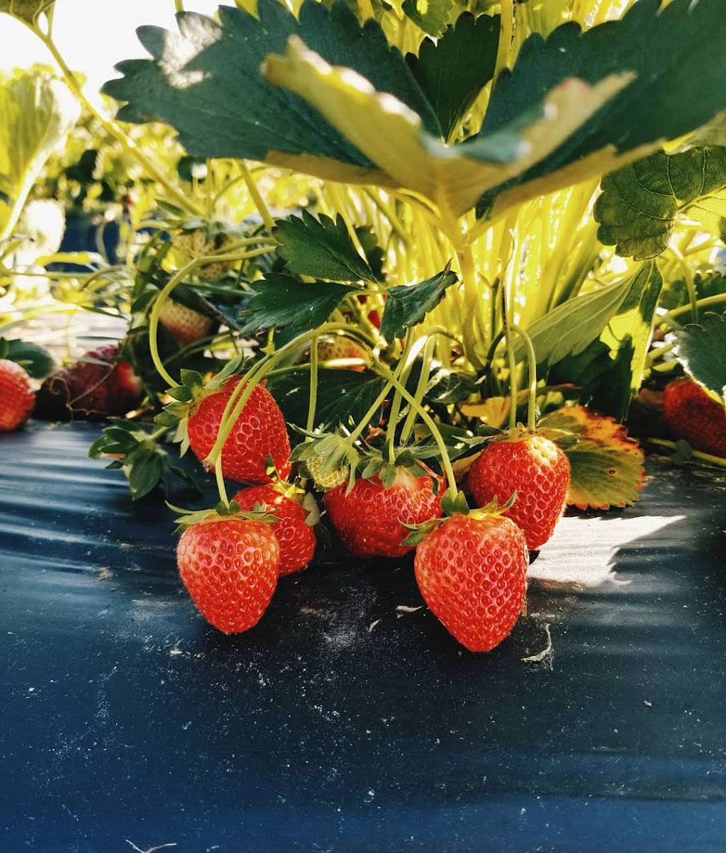 Williams Strawberry Farm | 1381 N Carolina Hwy 343 S, South Mills, NC 27976, USA | Phone: (252) 771-2647