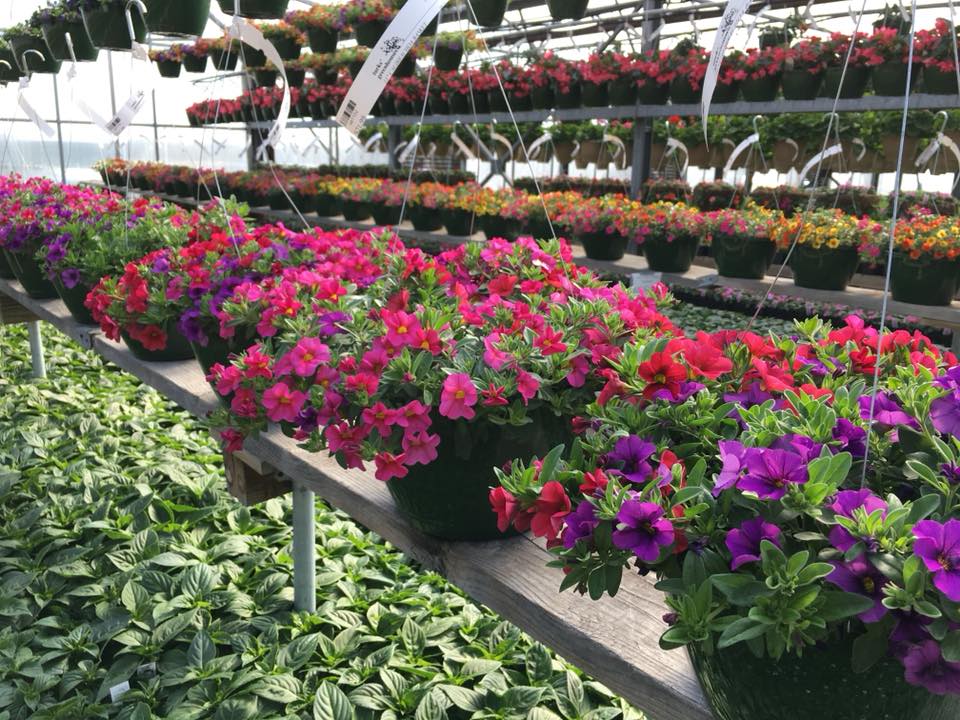 Turks Greenhouses | 22871 IL-60, Grayslake, IL 60030, USA | Phone: (847) 546-1569