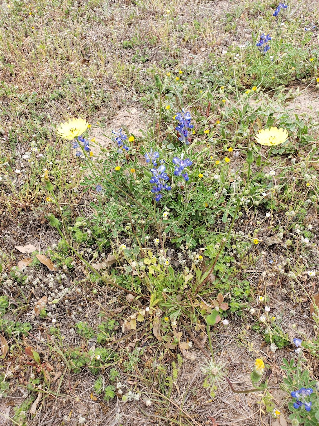 St Josephs Cemetery | Allman Cemetery Ln, Devine, TX 78016, USA | Phone: (830) 663-2244