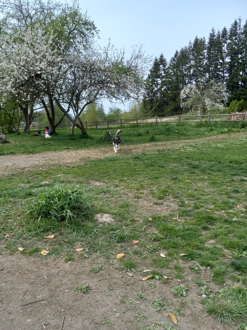 Cavalero Hill Dog Park | 7708 20th St SE, Lake Stevens, WA 98258, USA | Phone: (425) 388-6600