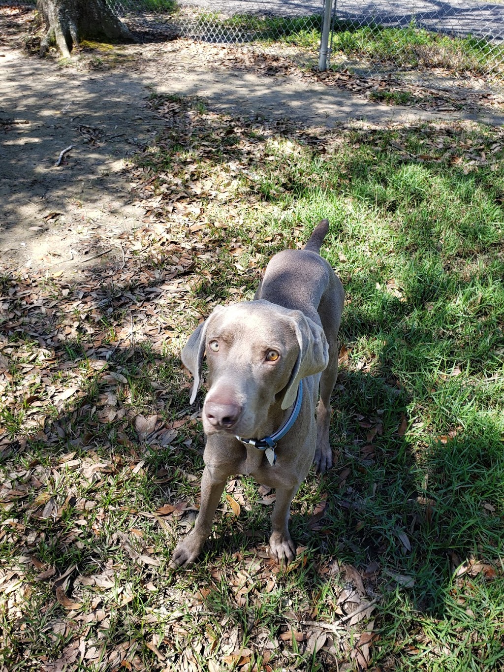 Friends of Raising Canes Camilla City Bark Park | 901 Howze Beach Rd, Slidell, LA 70458 | Phone: (985) 646-4371