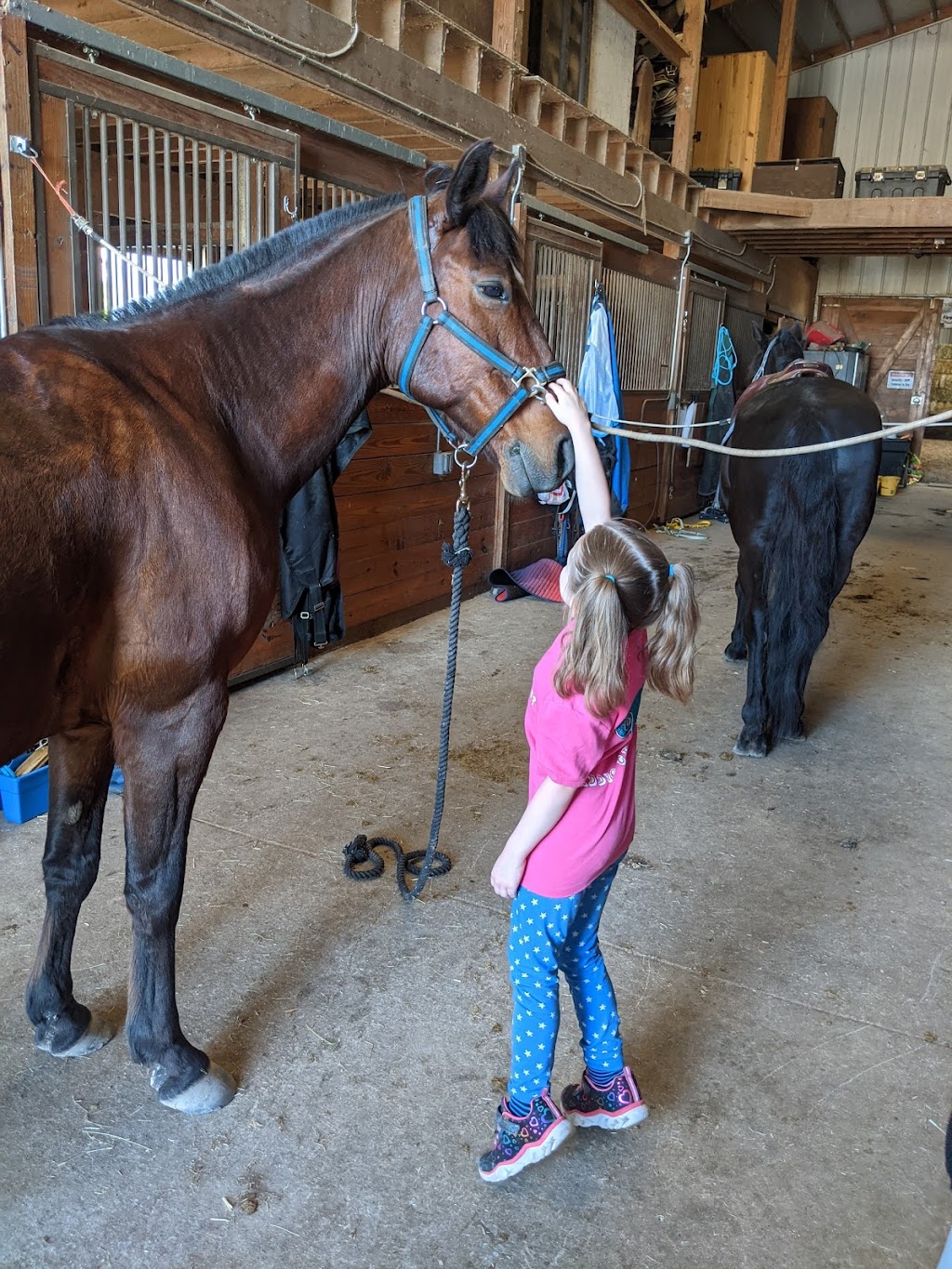 Great Oaks Equestrian Center LLC | 9633 Lindsey Rd, Casco, MI 48064, USA | Phone: (586) 242-2777