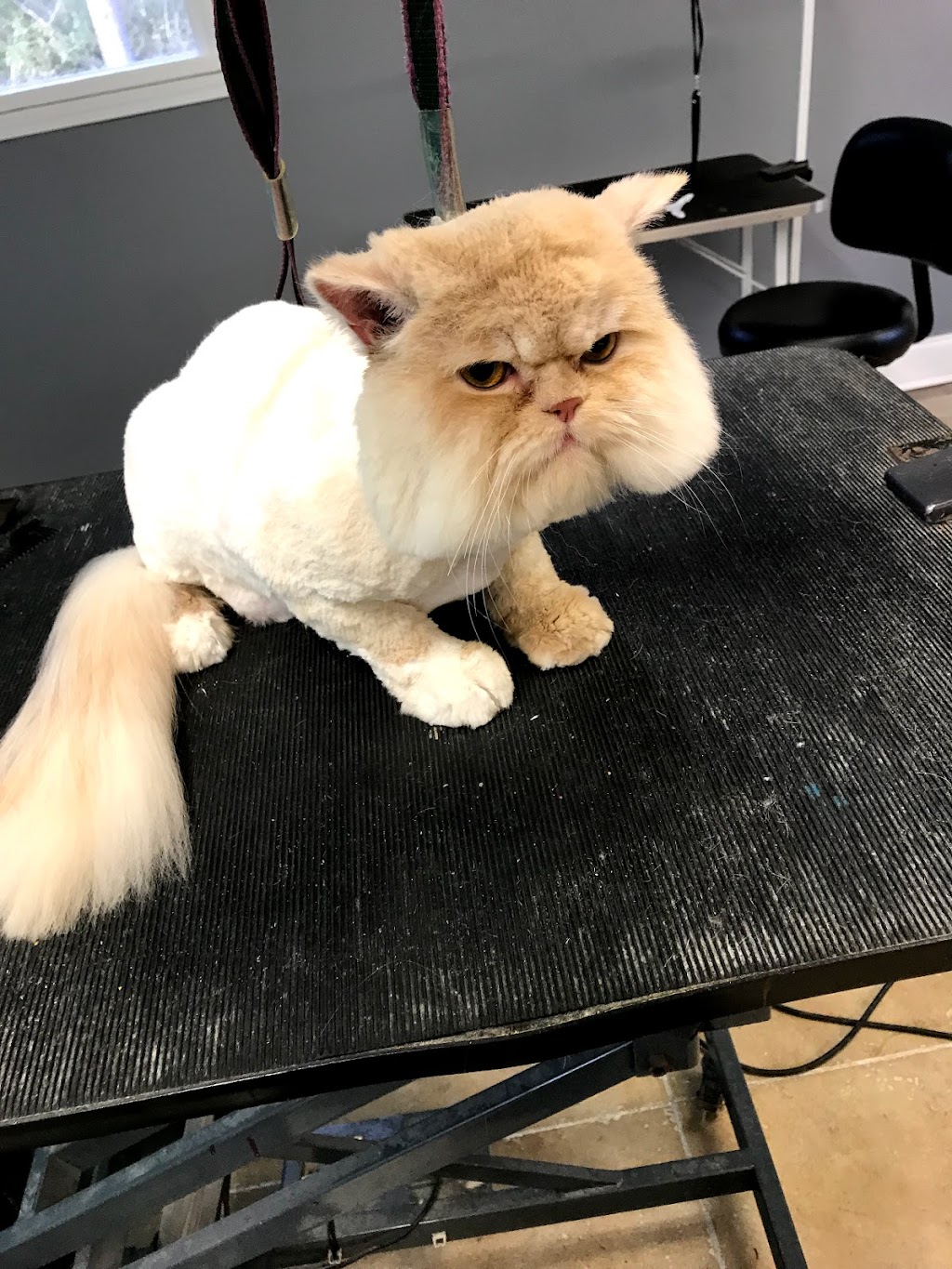 Pet Parlor Pet Grooming ,LLC | 12615 Greenwell Springs Rd, Baton Rouge, LA 70814, USA | Phone: (225) 275-7848