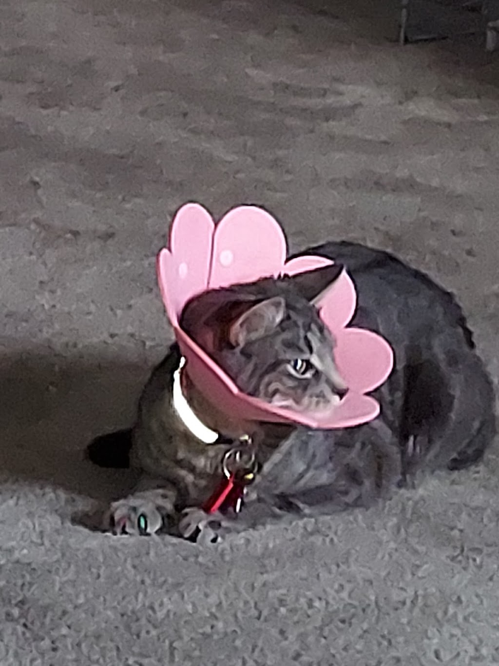 Blueball Veterinary Clinic | 3246 S Dixie Hwy, Middletown, OH 45044, USA | Phone: (513) 424-6241