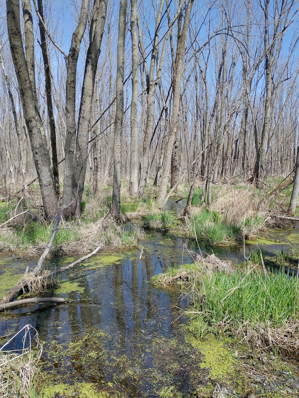 Jackson Marsh State Natural Area | West Bend, WI 53095, USA | Phone: (888) 936-7463