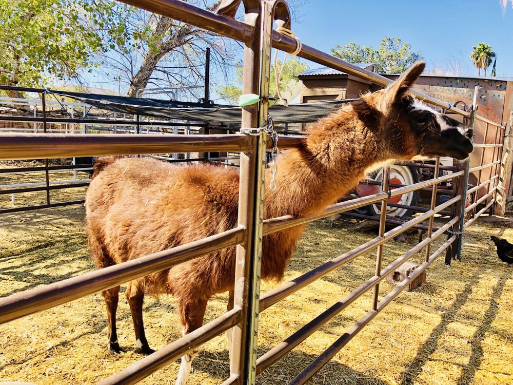 Jr Pony Parties | 1744 N Leonard Ln, Las Vegas, NV 89108, USA | Phone: (702) 631-4142