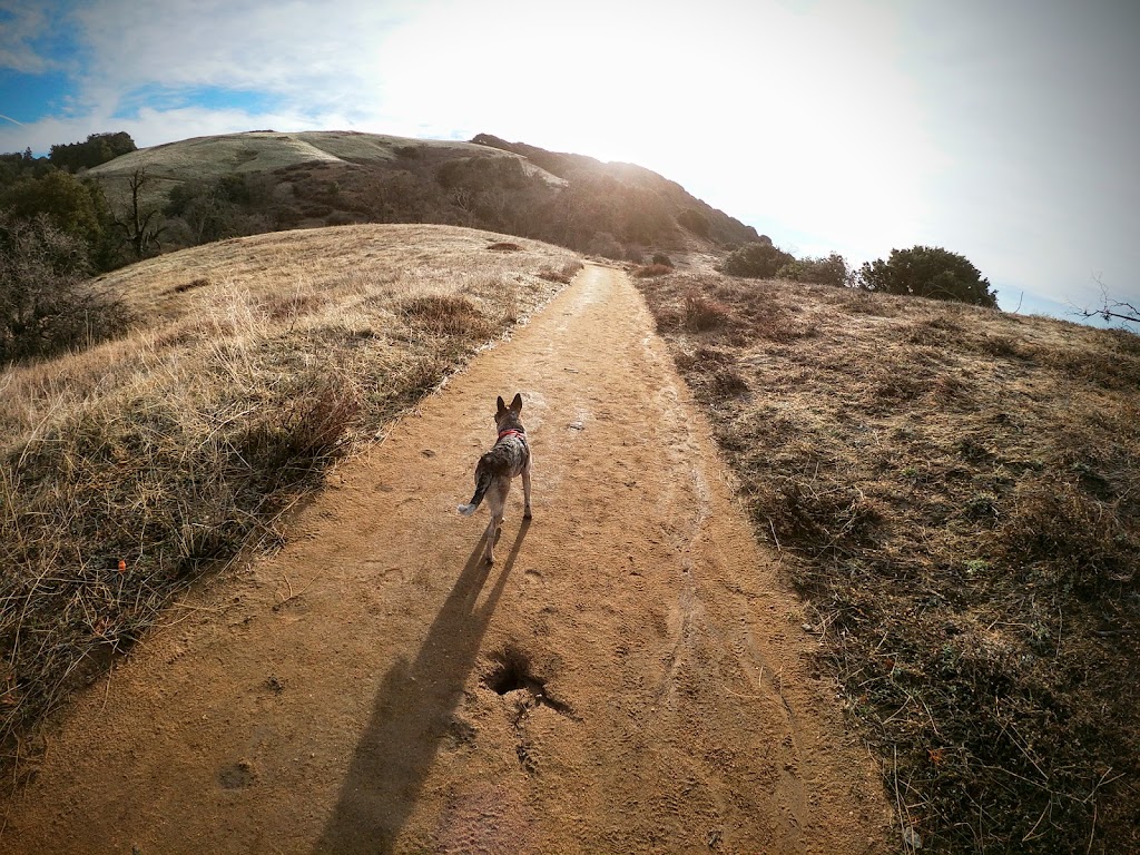 Volcan Mountain Wilderness Preserve | 1209 Farmer Rd, Julian, CA 92036 | Phone: (760) 765-4098