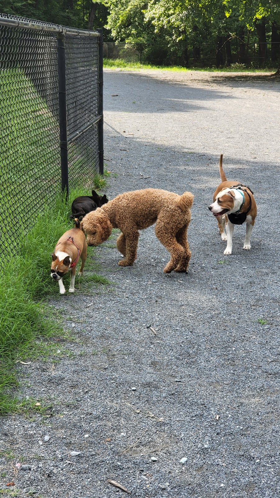 Dog Park in Wheaton Regional Park | 11710 Orebaugh Ave, Wheaton, MD 20902, USA | Phone: (301) 495-2595