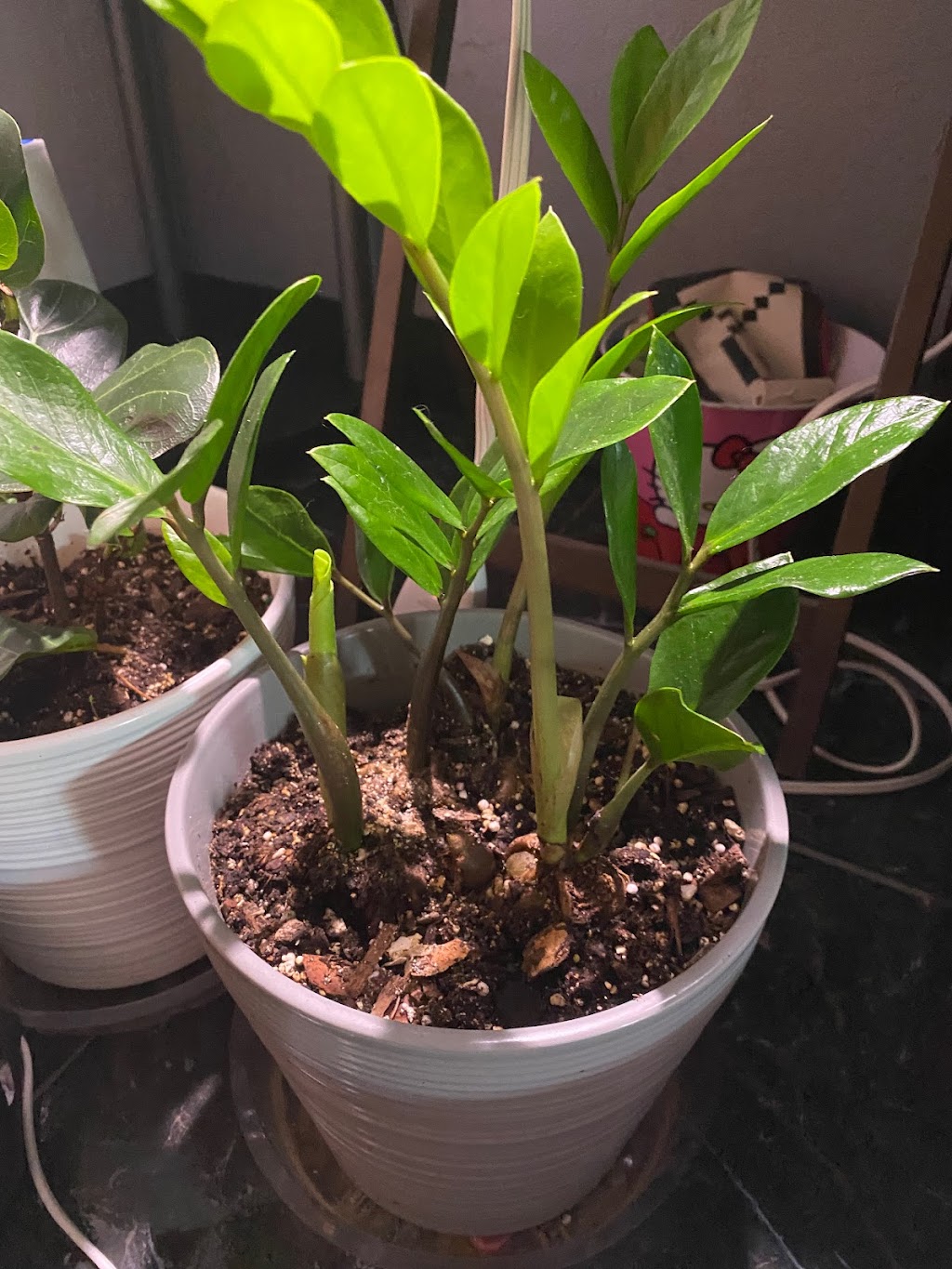 Central Florida PlantLife, LLC | 119 Moonstone Ct, Port Orange, FL 32129, USA | Phone: (386) 451-8348