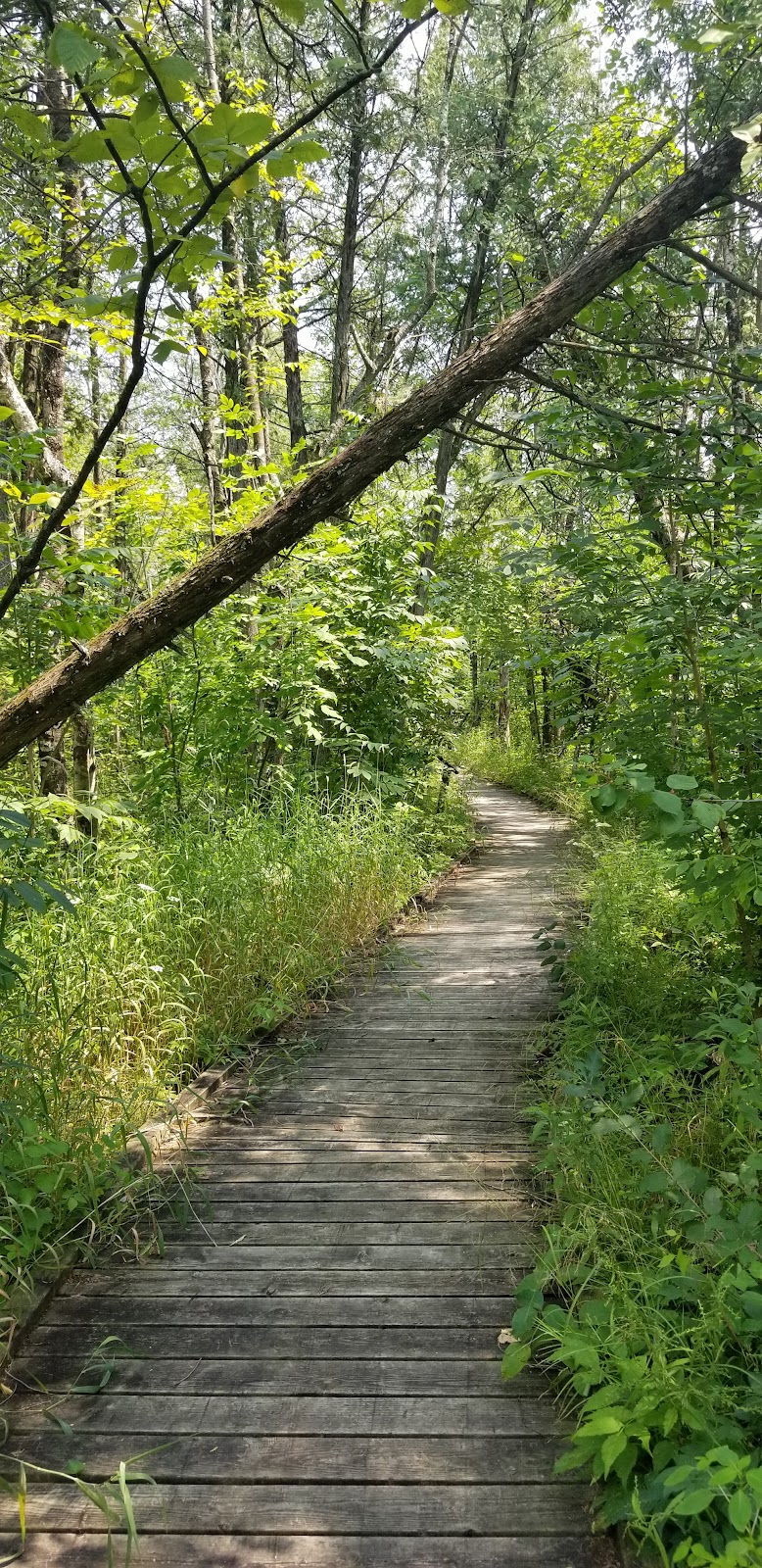 Cedarburg Bog State Natural Area | WI-33, Saukville, WI 53080, USA | Phone: (262) 675-6844