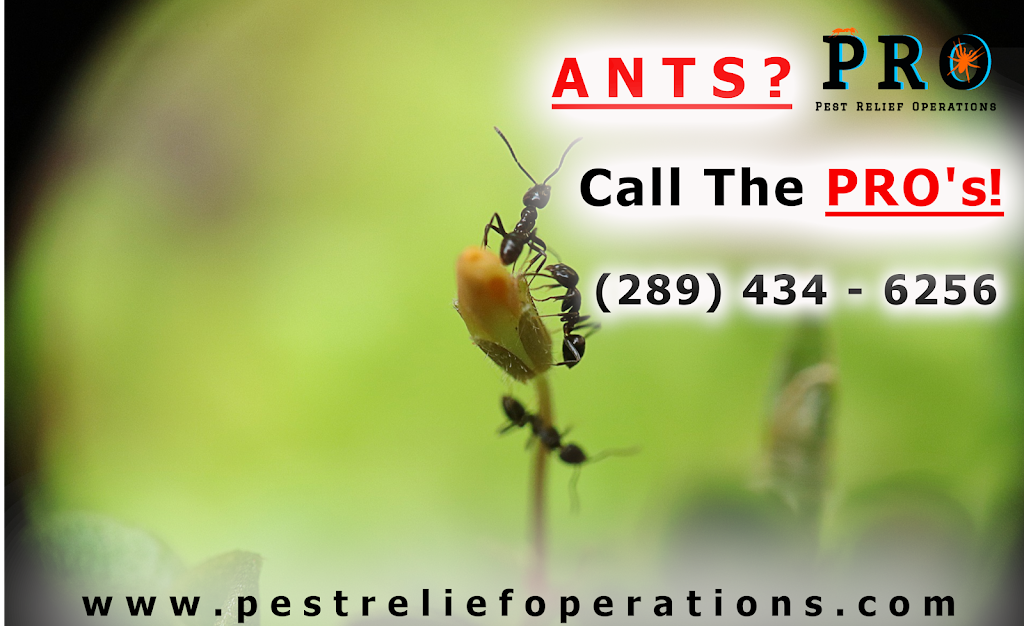 Pest Relief Operations | 267 Niagara St, St. Catharines, ON L2M 5N2, Canada | Phone: (289) 434-6256