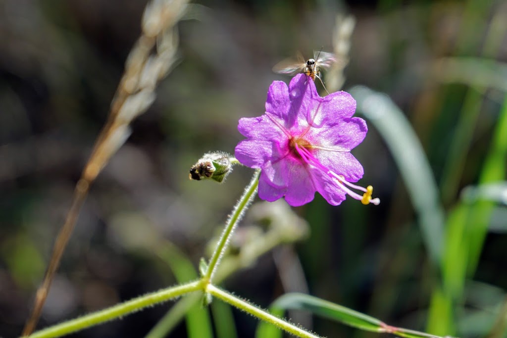 Rose Canyon Campground | Catalina Hwy, Mt Lemmon, AZ 85619, USA | Phone: (520) 749-8700