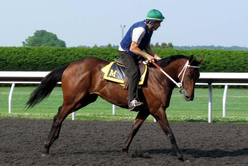 Horse Farm Tours | 3429 Montavesta Rd, Lexington, KY 40502, USA | Phone: (859) 268-2906