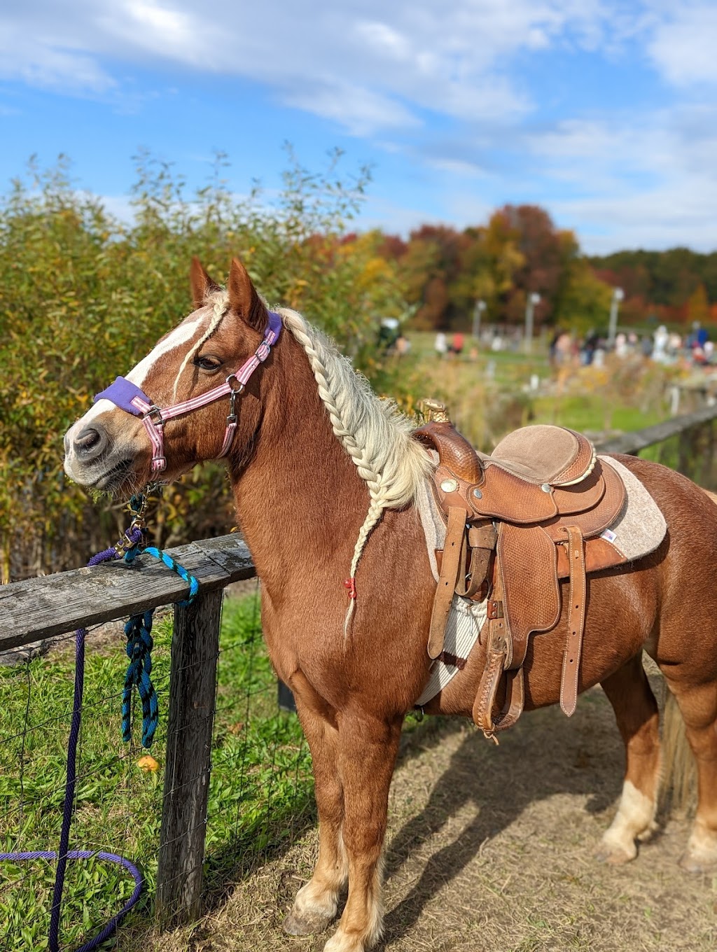 Alys Ponies, LLC | Pancake Hollow Rd, Highland, NY 12528, USA | Phone: (845) 416-5027