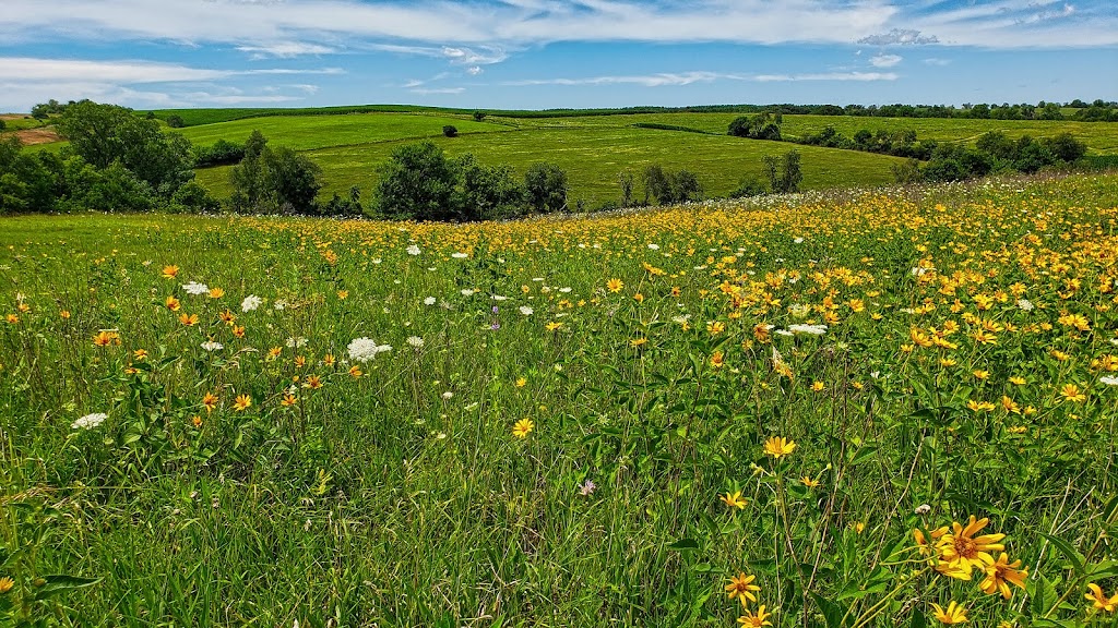 York Prairie State Natural Area | Blanchardville, WI 53516, USA | Phone: (888) 936-7463