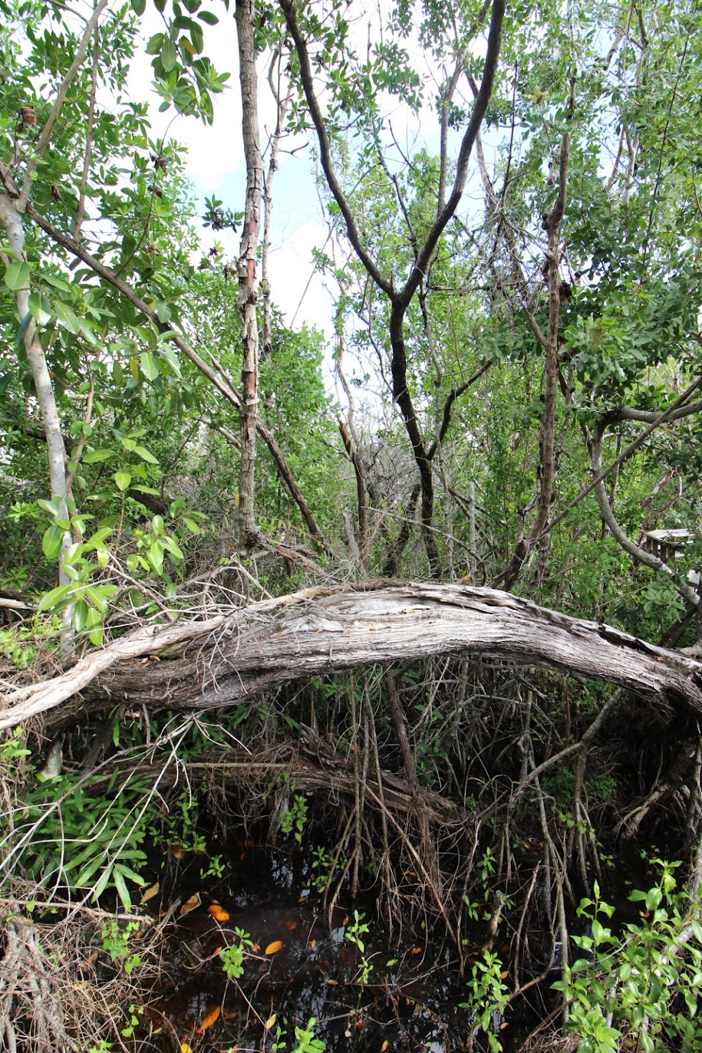 Florida National Parks Association | 10 Parachute Ky #51, Homestead, FL 33034, USA | Phone: (305) 247-1216