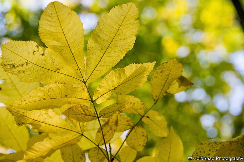 Mary Schmidt Crawford Woods Scientific and Natural Area (SNA) | Co Rd 126, Buffalo, MN 55313, USA | Phone: (651) 296-6157