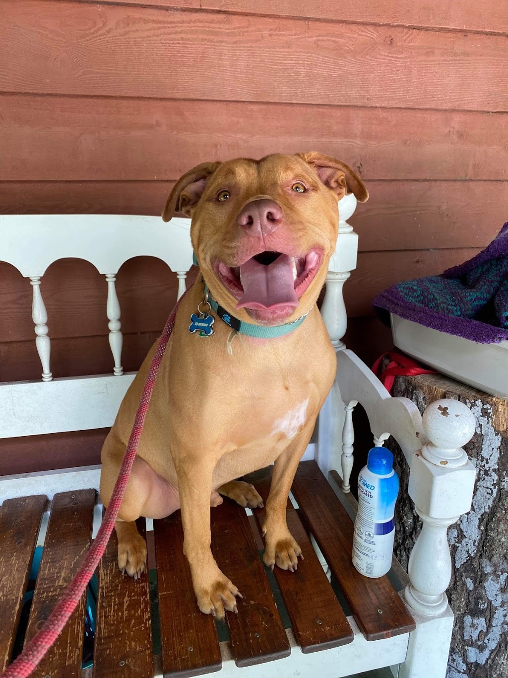 Homemade Hounds Bed & Biscuit | 34 Zibra St, Middleburg, FL 32068, USA | Phone: (904) 203-7314