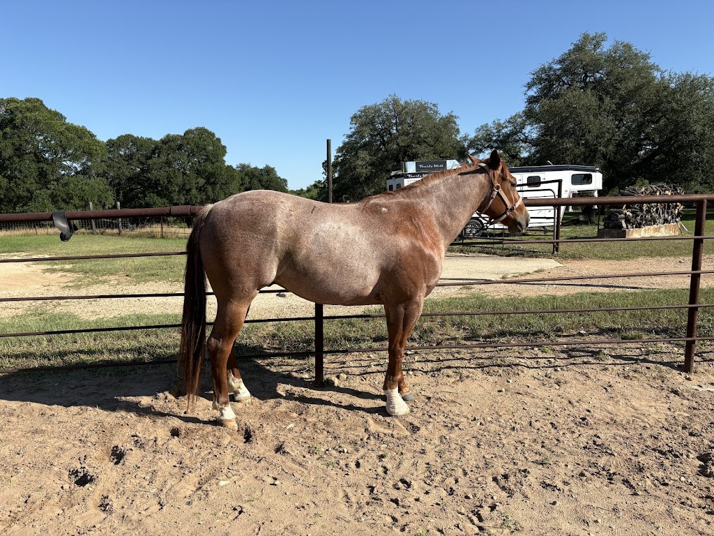 Austin Equine Hospital | 20640 Ranch to Market Rd 150, Driftwood, TX 78619, USA | Phone: (512) 858-0058