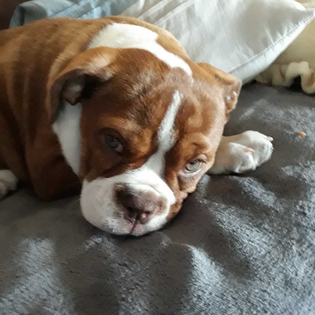 Corrales Veterinary Clinic | 15 Marcos Ln A, Corrales, NM 87048, USA | Phone: (505) 899-0999