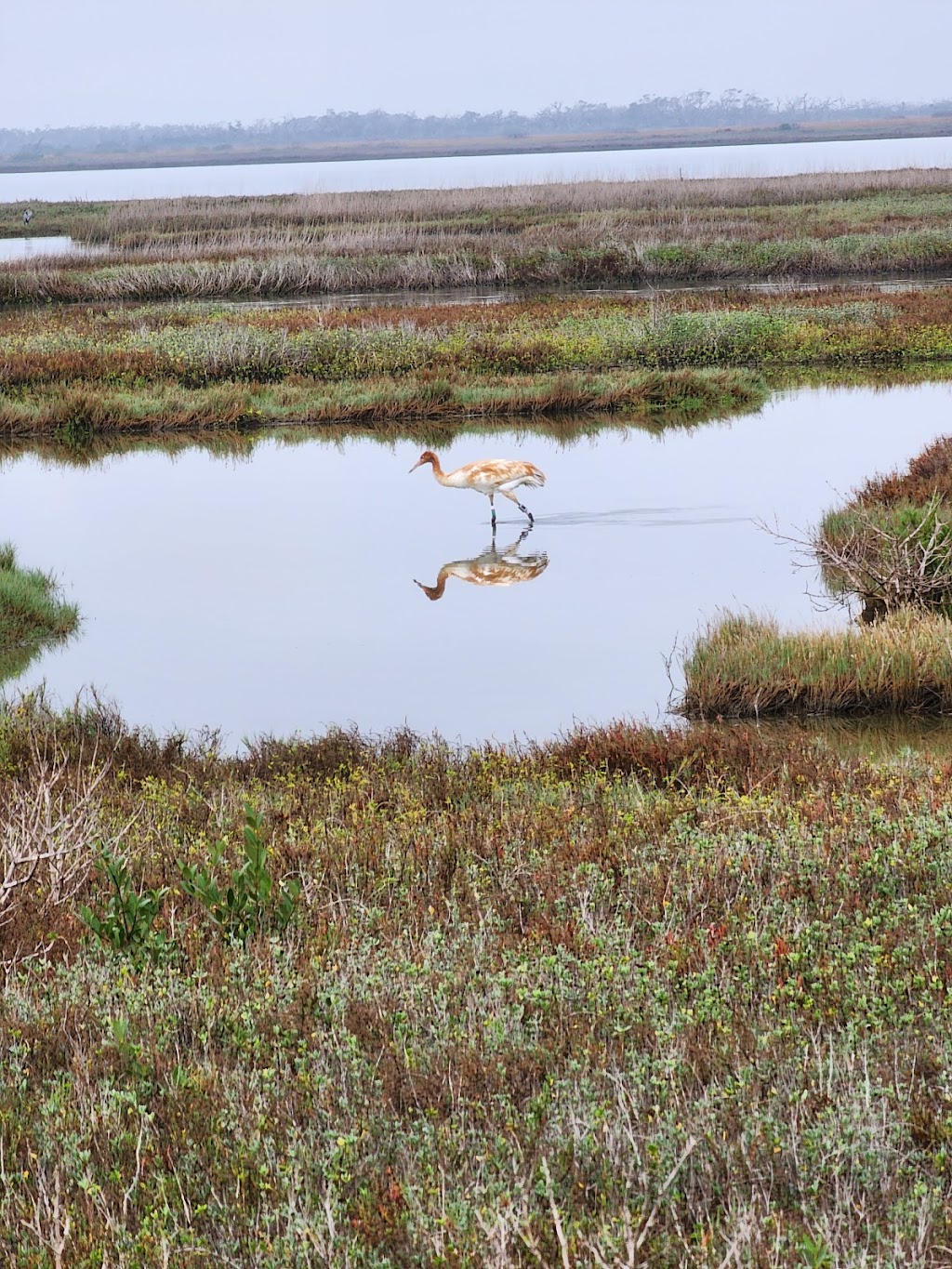 Whooping Crane & Dolphin Boat Tours | 215 N Fulton Beach Rd, Fulton, TX 78358 | Phone: (877) 892-4737