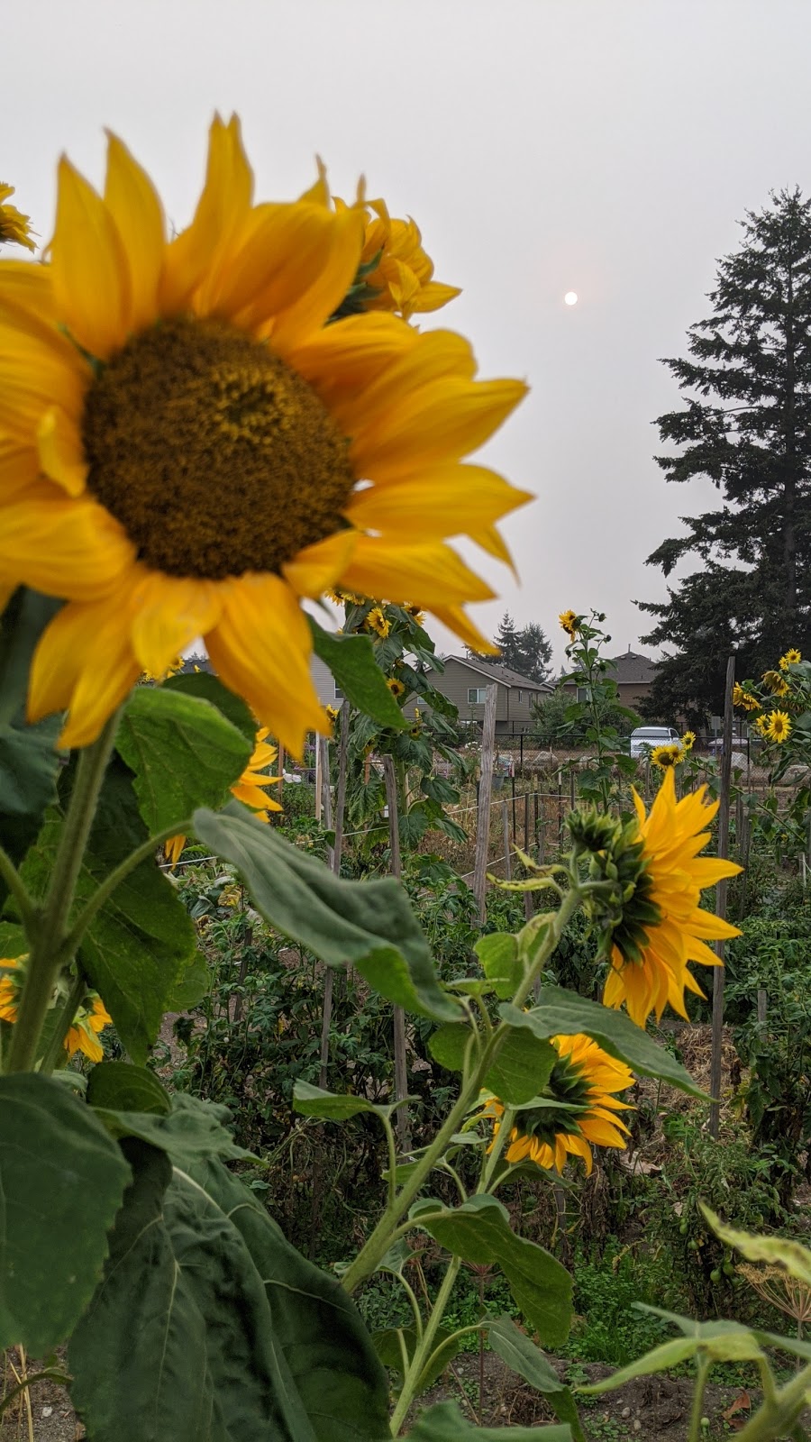 Swan Creek Park Community Garden | 2299 E 42nd St, Tacoma, WA 98404 | Phone: (253) 305-1516