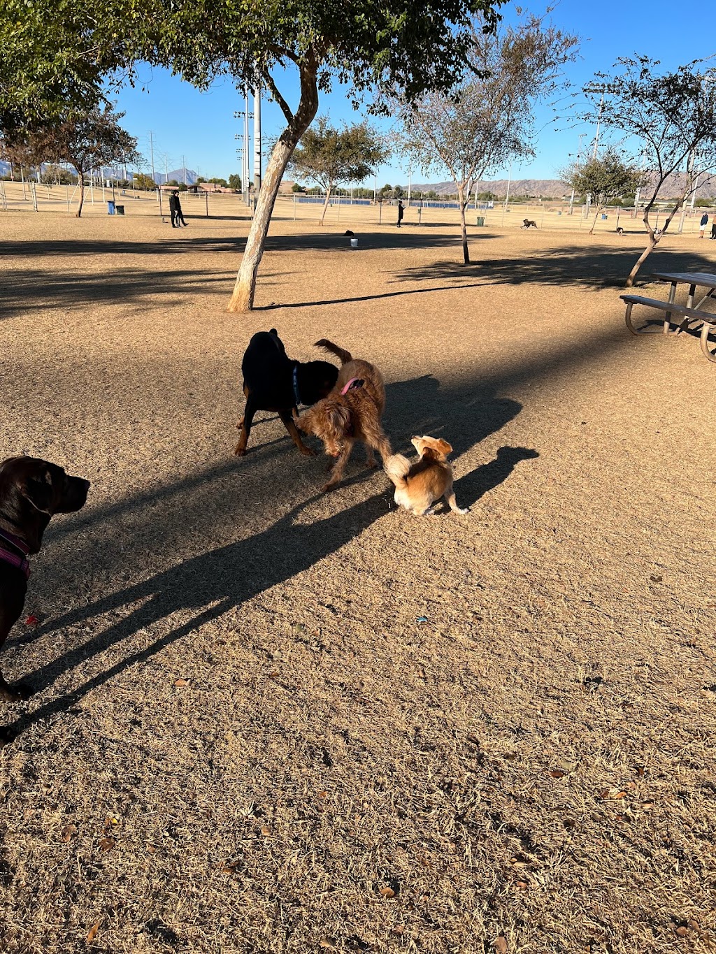 RJ Dog Park at Pecos Park | 17010 S 48th St, Phoenix, AZ 85048, USA | Phone: (602) 534-5252