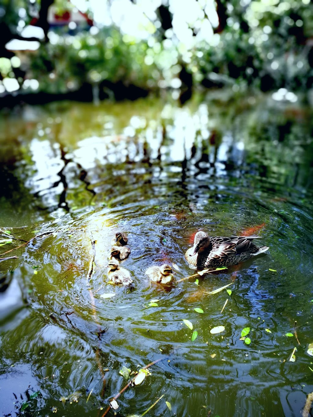 VA West Los Angeles Healthcare Campus Japanese Garden | 229 Patton Ave, Los Angeles, CA 90049, USA | Phone: (310) 473-0710