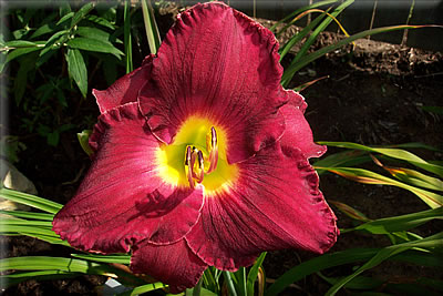 Bluegrass Daylily Gardens | 4122 La Grange Rd, Shelbyville, KY 40065 | Phone: (832) 874-1545