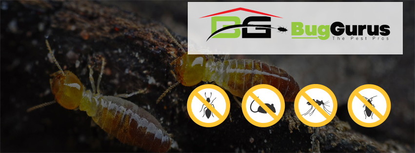 Bug Gurus | 3947 Lawrenceville-Suwanee Rd Suite A, Suwanee, GA 30024, USA | Phone: (470) 888-1616