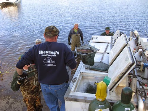 Hicklings Fish Farm Inc | 143 Hickling Rd, Edmeston, NY 13335, USA | Phone: (607) 965-8488