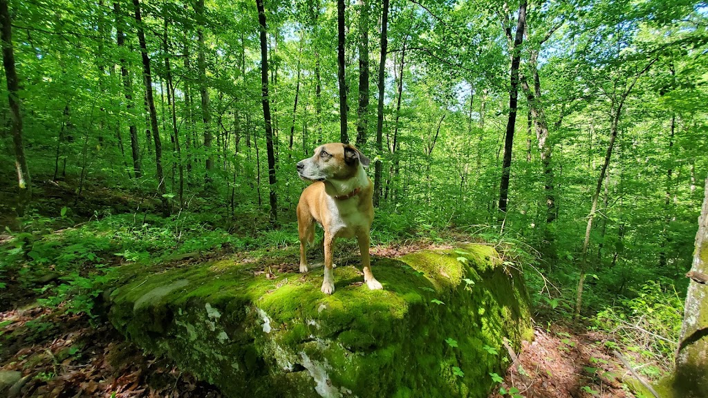 Red Hill Horse Camp | 4604 Red Hill Rd, Mt Vernon, KY 40456, USA | Phone: (606) 308-5900