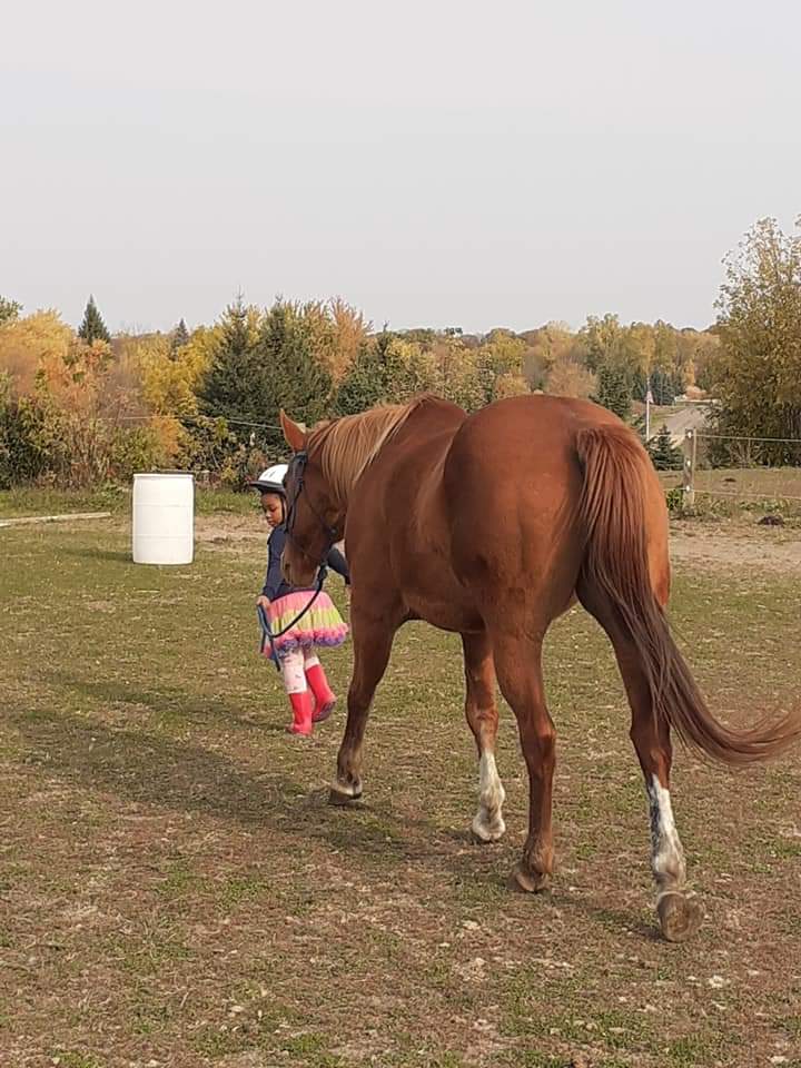 GRG Ranch Horse Rescue & Sanctuary | 3380 233rd St E, Prior Lake, MN 55372, USA | Phone: (612) 801-2031