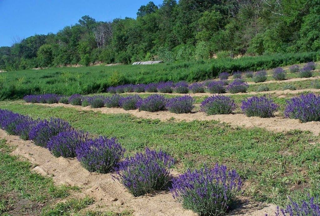 Loess Hills Lavender Farm | 2278 Loess Hills Trail, Missouri Valley, IA 51555, USA | Phone: (712) 642-9016