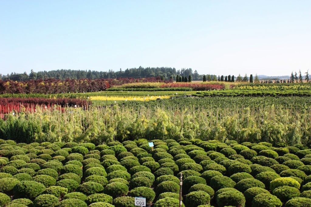 Loen Nursery Growing Facility | 6803 Kinns Rd NE, Woodburn, OR 97071, USA | Phone: (503) 982-6300