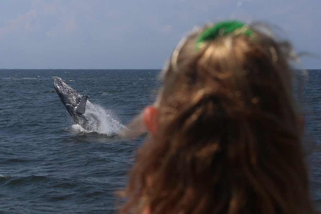 Seastreak Whale Watch | 325 Shore Dr, Highlands, NJ 07732, USA | Phone: (800) 262-8743