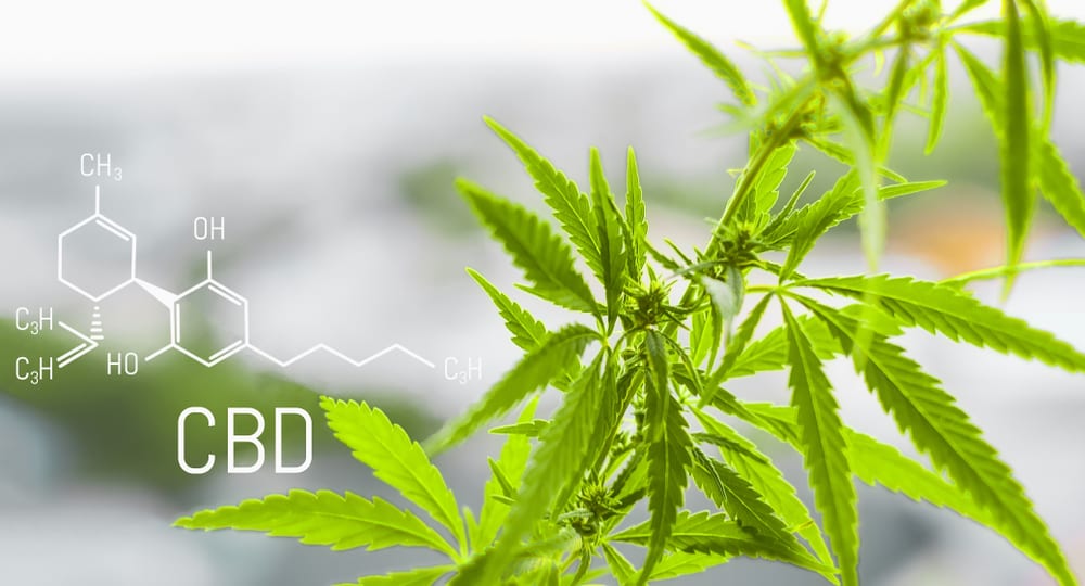 CBD Health Products | 2200 N Delaware Dr # 11, Apache Junction, AZ 85120, USA | Phone: (480) 809-7112