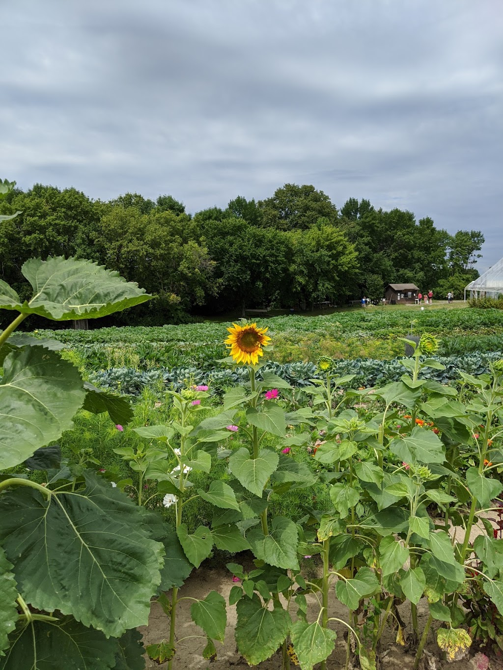 Knaptons Raspberries, Pumpkins & Orchard | 5695 Hwy 55, Rockford, MN 55373, USA | Phone: (763) 479-1184