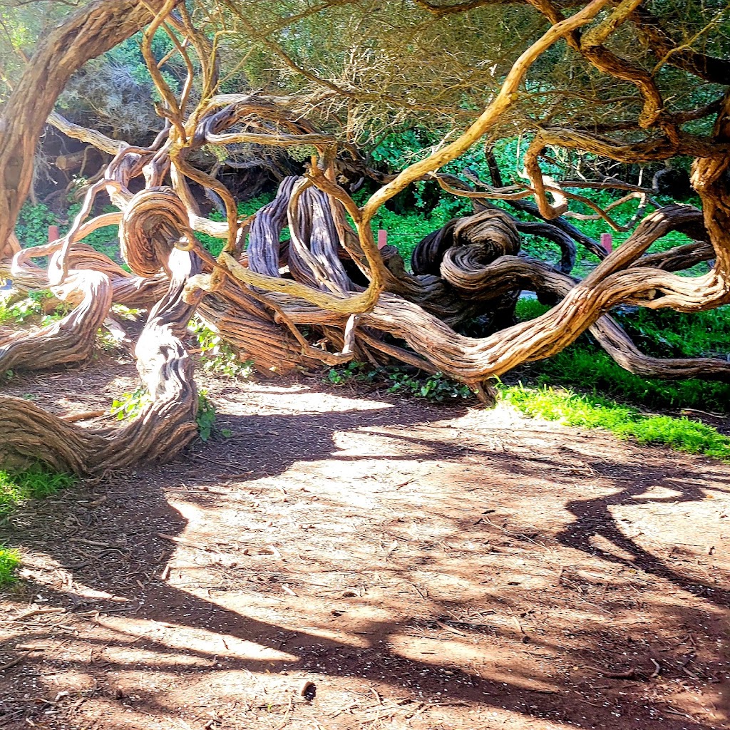 Little Forest Explorers, LLC | 185 Lake Dr, San Bruno, CA 94066, USA | Phone: (650) 430-4031