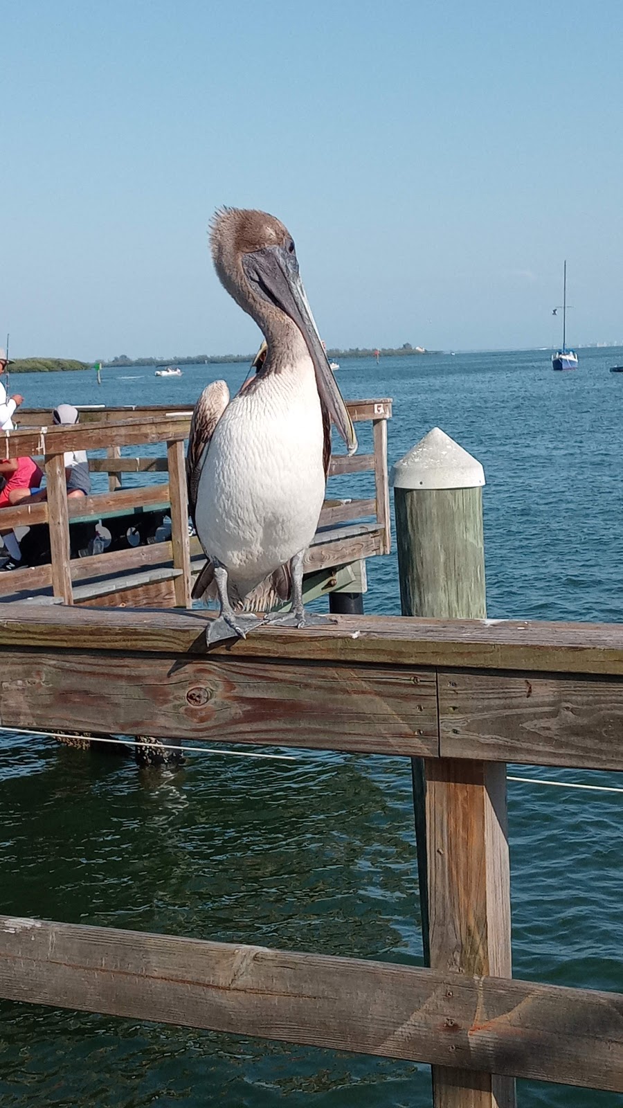 Anna Maria Oyster Bar on the Pier | 200 Bridge St, Bradenton Beach, FL 34217, USA | Phone: (941) 778-2662