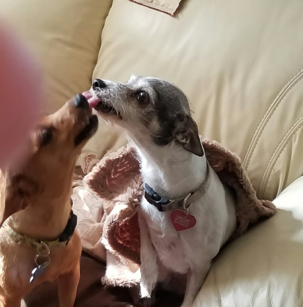 Pams All Breed Pet Grooming | 5625 Watauga Rd A, Watauga, TX 76148, USA | Phone: (817) 281-2424