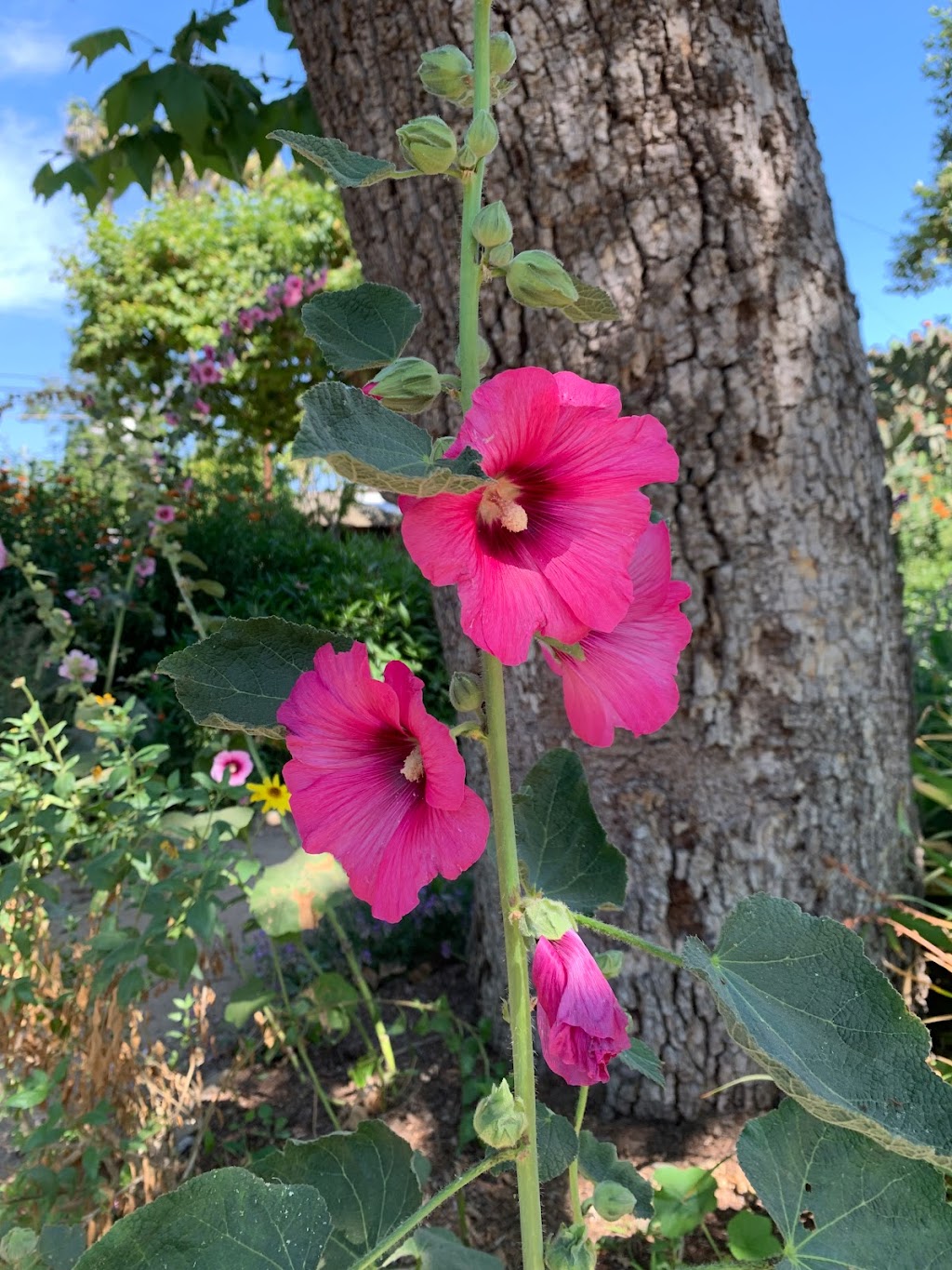 Goin Native Therapeutic Gardens | Los Rios St, San Juan Capistrano, CA 92675, USA | Phone: (949) 606-6386