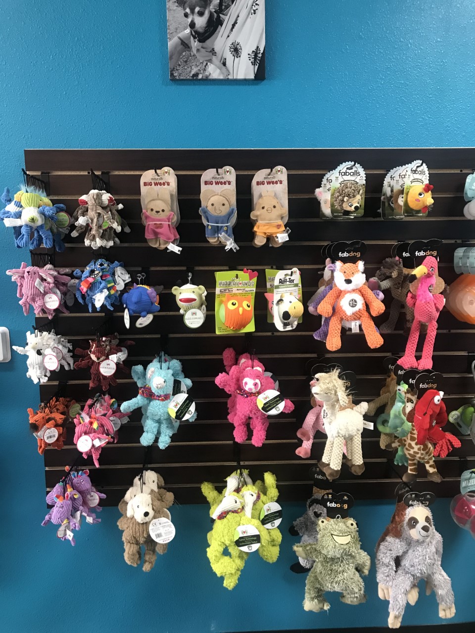 Gordys Goodies Pet Food & Supplies | 15425 S 48th St STE 116, Phoenix, AZ 85044 | Phone: (480) 687-7191