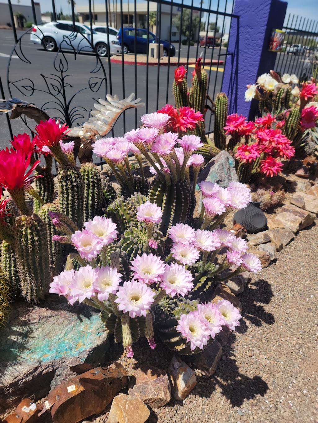 Desert Bloom Garden Center | 69 W Esperanza Blvd, Green Valley, AZ 85614, USA | Phone: (520) 490-5548