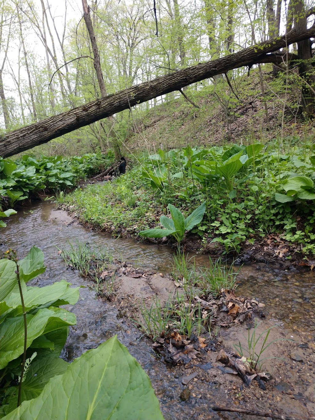 Hilltop Nature Area | 111 W Huron River Dr, Ann Arbor, MI 48103, USA | Phone: (734) 794-6230