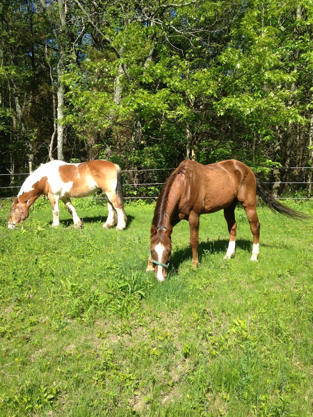 Wind Crest Horse Farm | 370 Middle St, West Newbury, MA 01985, USA | Phone: (978) 462-4366