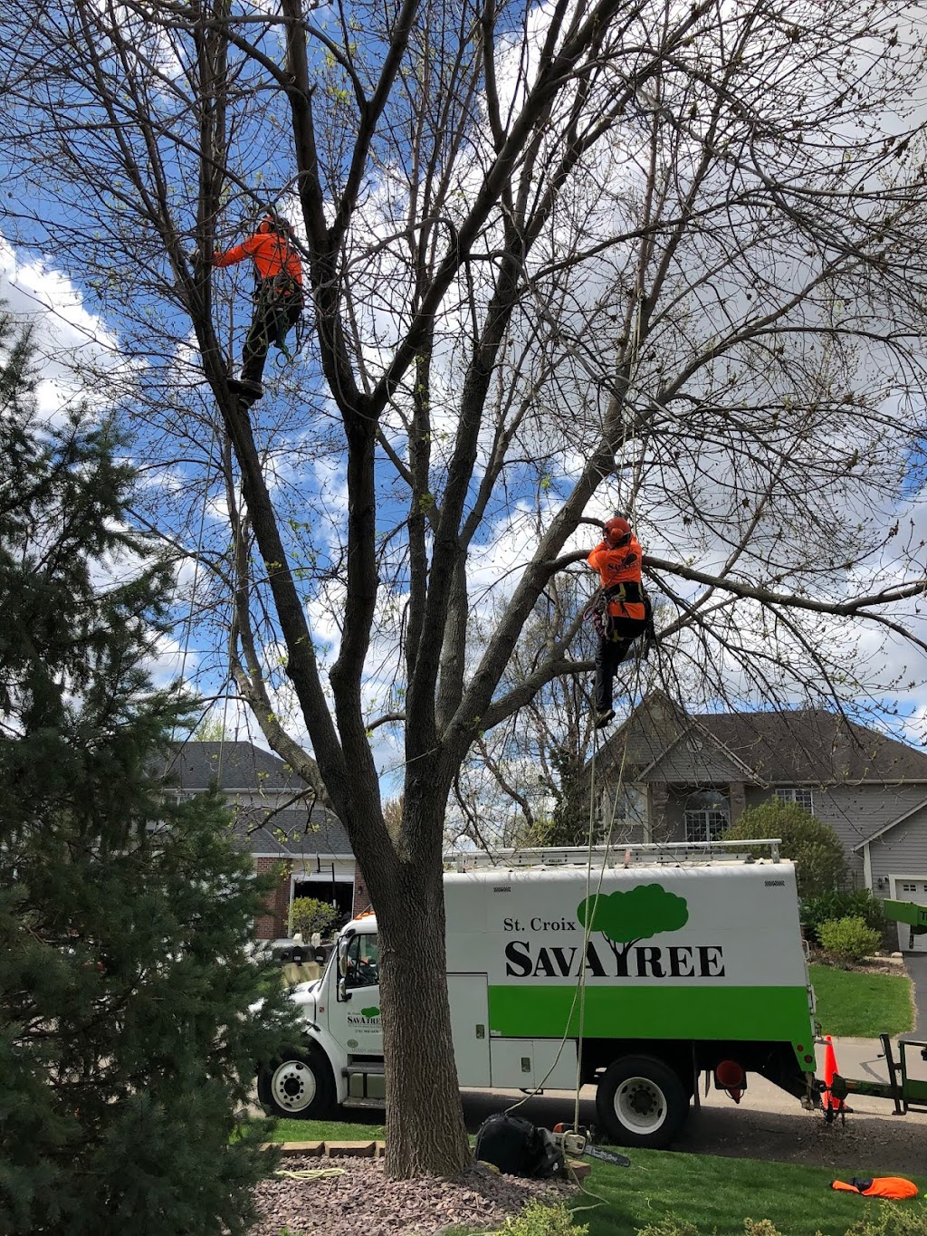 SavATree - Tree Service & Lawn Care | 12450 Hudson Rd S, Afton, MN 55001, USA | Phone: (651) 964-4001
